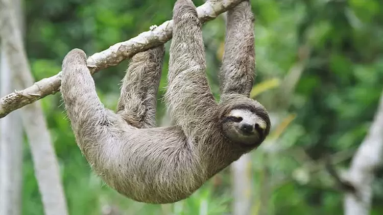 我們都知道樹懶是一種慢悠悠的動物。樹懶的消化過程非常緩慢,食物在牠們的消化系統中可以停留長達()甚至更長的時間。