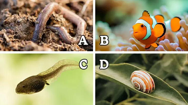 以下哪一種動物不是雌雄同體的? (雌雄同體是指在一個生物體中同時具有雌性和雄性生殖器官的現象。這些生殖器官可以是完整的,能夠產生卵子和精子,也可以是具有不同程度發育的不完全狀態。)
