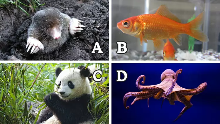 以下哪一種動物不是近視眼?