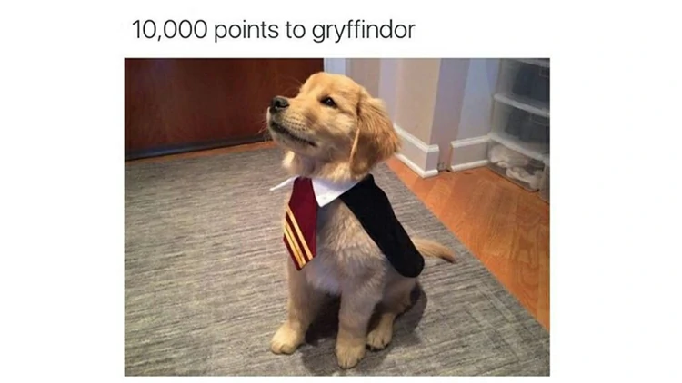 看來，哈利波特的魔法世界還有許多謎團等著你揭開！