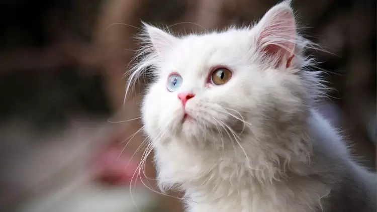 你更像是貓咪的化身！