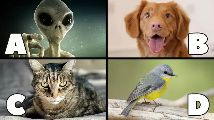 一個咒語可以讓你和一種特定的生物說話。你會選擇哪種生物？