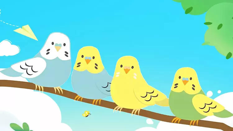 鸟儿是你的完美宠物！