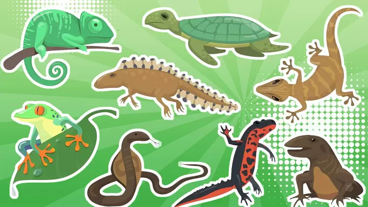 爬行动物是你的完美宠物！