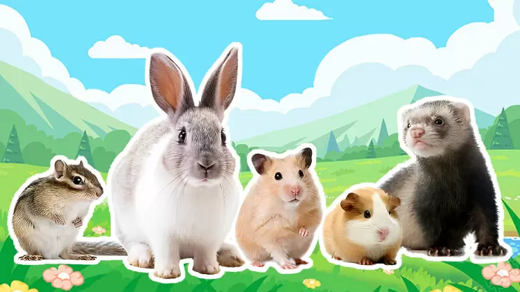 小型哺乳动物是你的完美宠物！