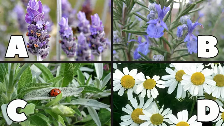 哪種神奇的草藥或植物最能引起你的共鳴？