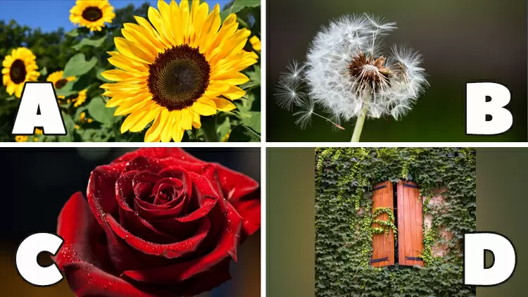 挑選一株植物！