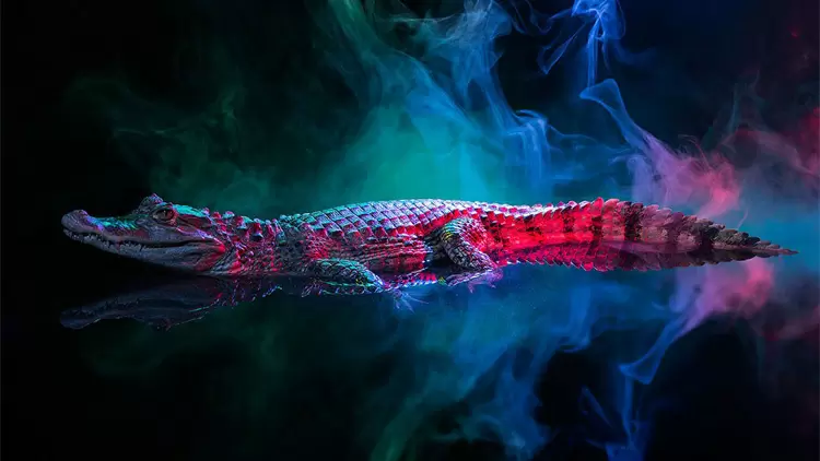 你的靈獸是鱷魚！