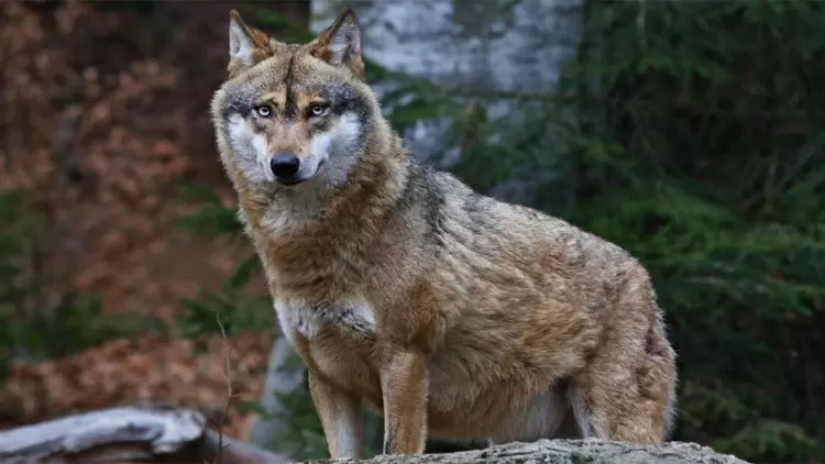 希臘字母表的第4個字母