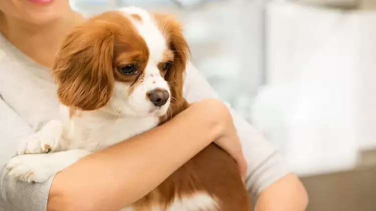 動物可能不一定信任你。