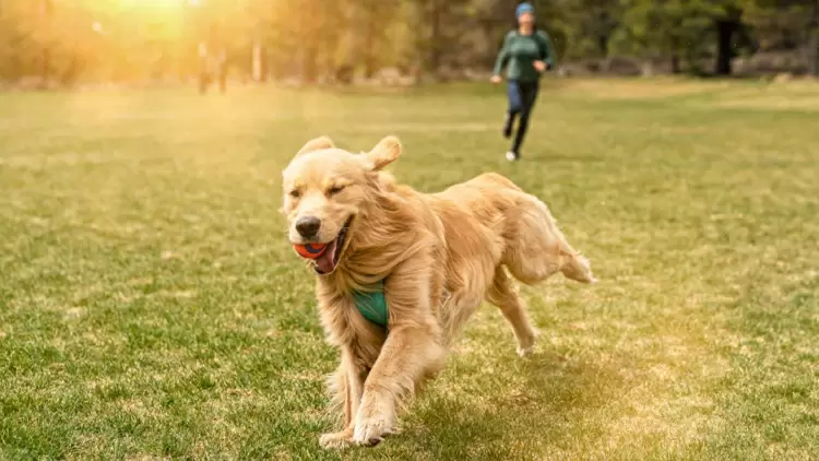 你在公園散步，看到有人遛狗沒有牽繩，而你不太喜歡狗，你會怎麼做？