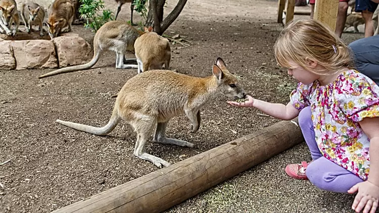 你在公園裡散步，看到有人在餵野生動物不合適的食物，你會怎麼做？