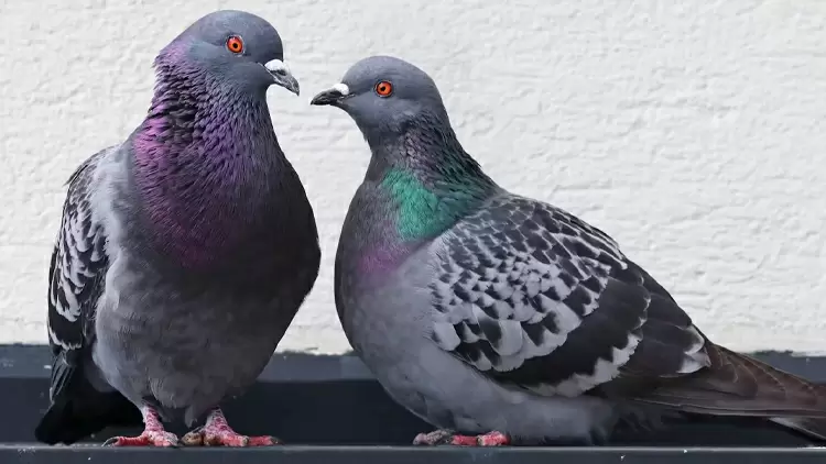 你的社交動物是鴿子