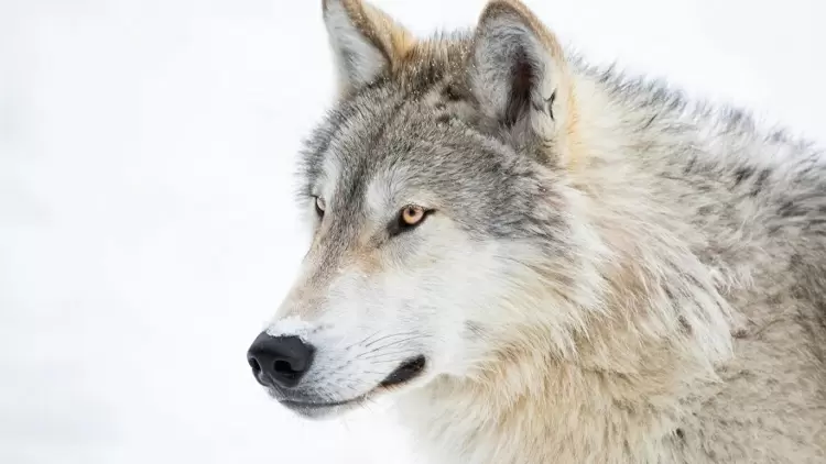 你的社交動物是狼