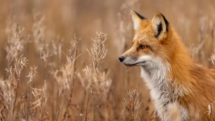 你的社交動物是狐狸