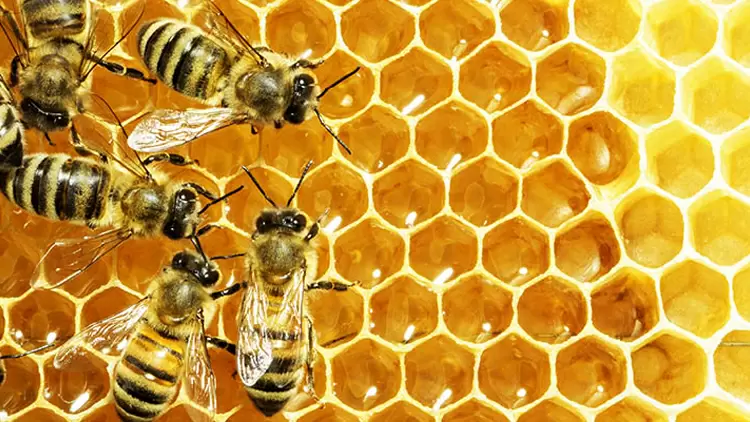 你的社交動物是蜜蜂