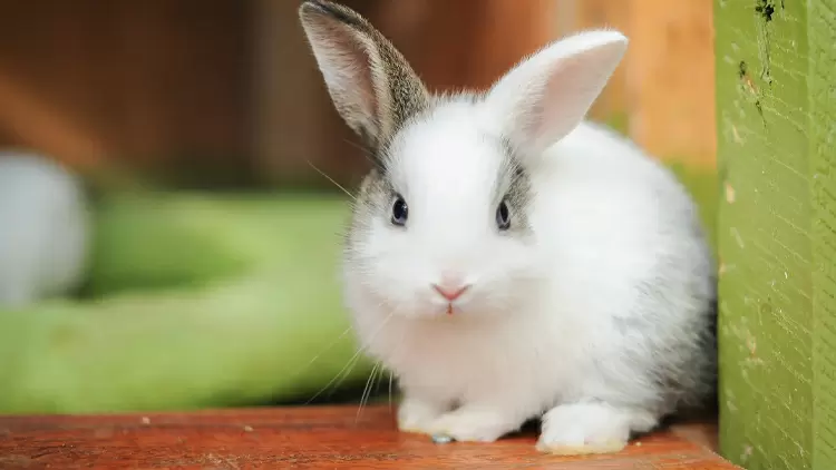 你的社交動物是兔子