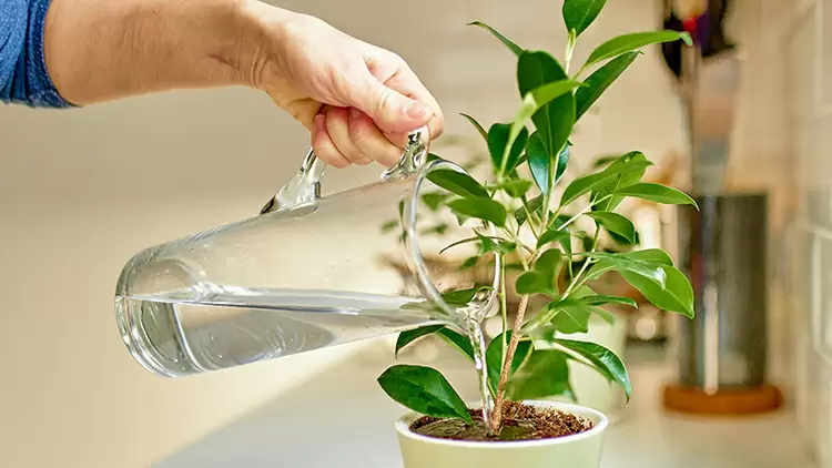 你度假時，找誰幫你澆花？