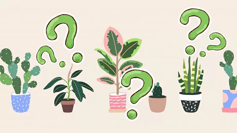 測試你是什麼植物係人格?