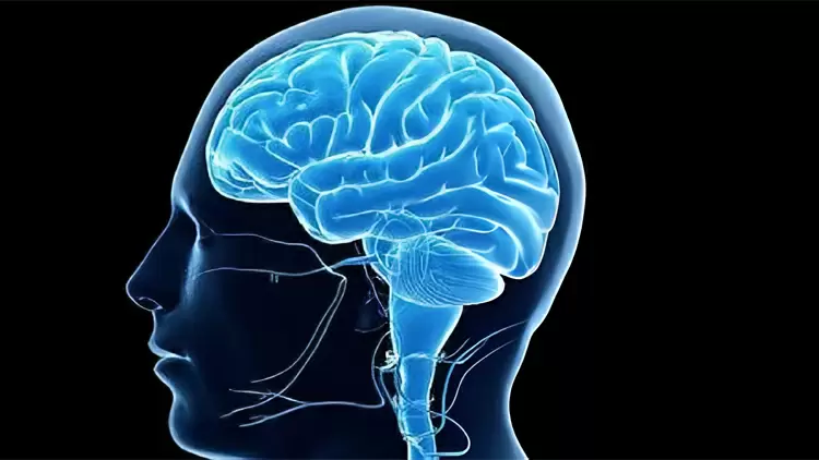 大腦年齡：25歲