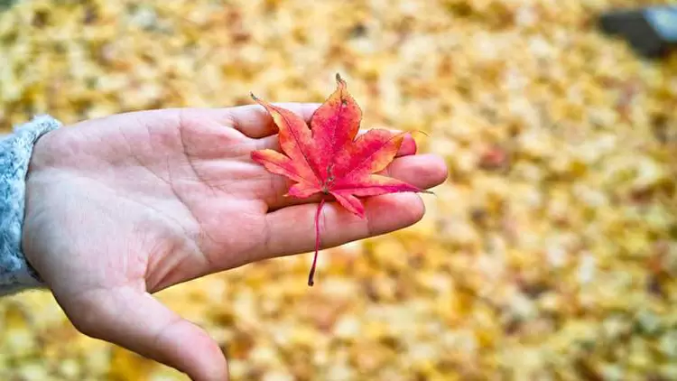 戀愛小達人，浪漫滿分的夢想家
