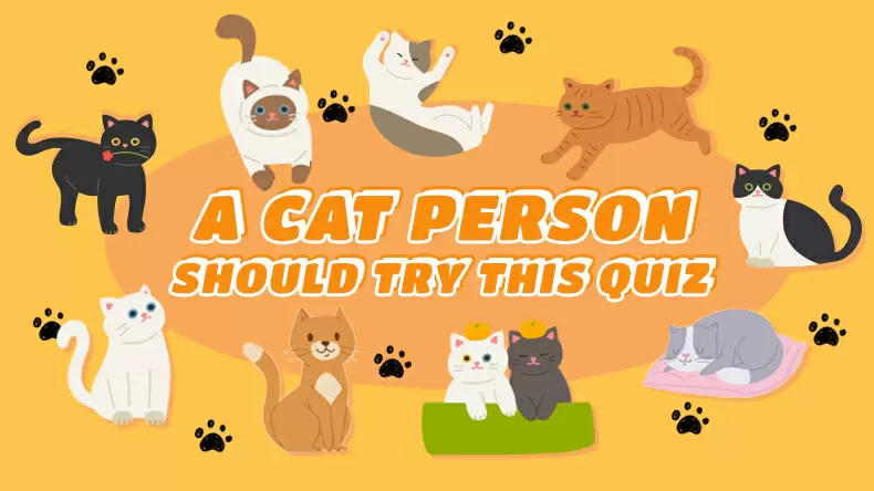 測測你的性格最像哪種貓咪？貓咪型人格測驗