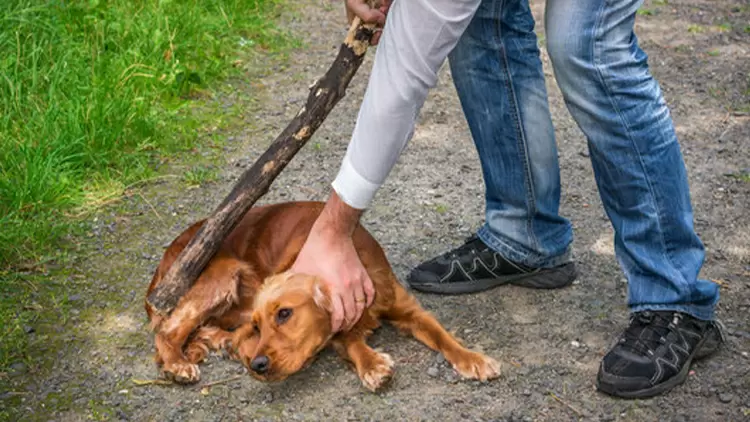 如果你看到有人虐待動物，你會怎麼做？