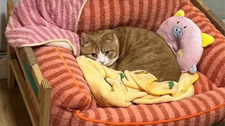 沙發上的秘密時光