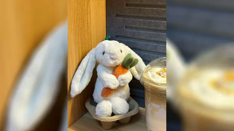 典雅白兔Bashful Cream Bunny